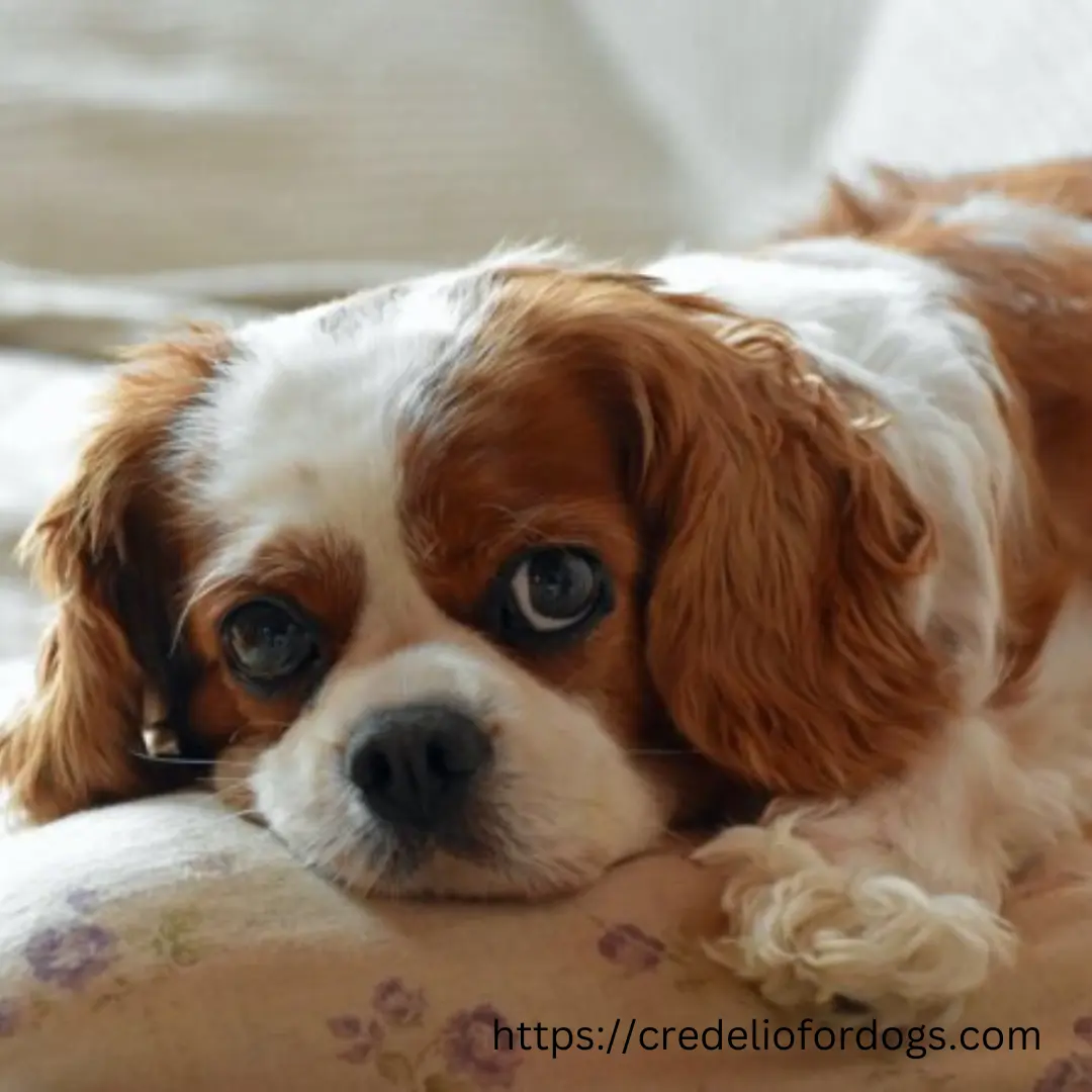  Adorable Cavalier King Charles Spaniel with floppy ears and expressive eyes, looking playful and friendly.