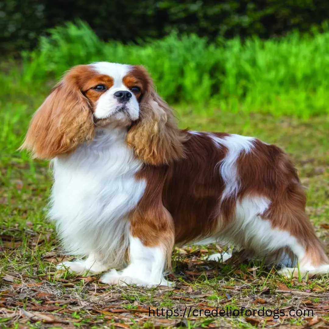 Brown and white dog standing on green grass.