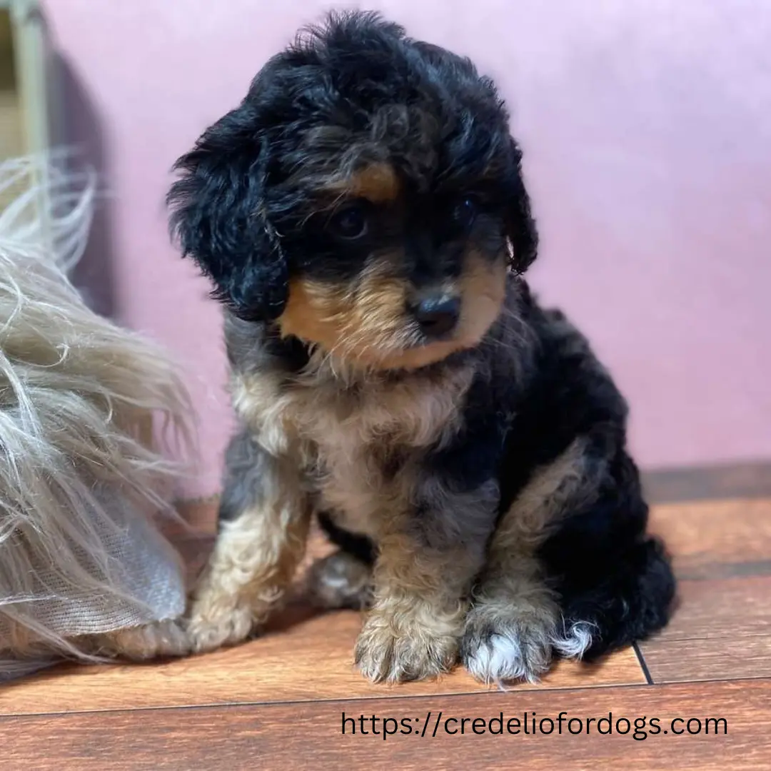 A small black and brown puppy sitting on a wooden floor, looking adorable and curious.