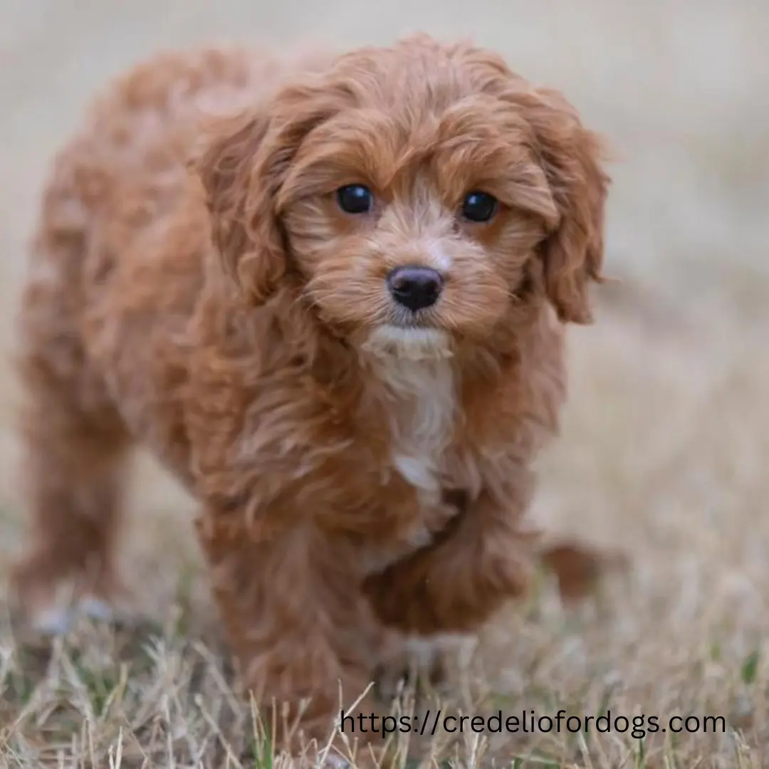 Cute brown puppy strolling on green grass.