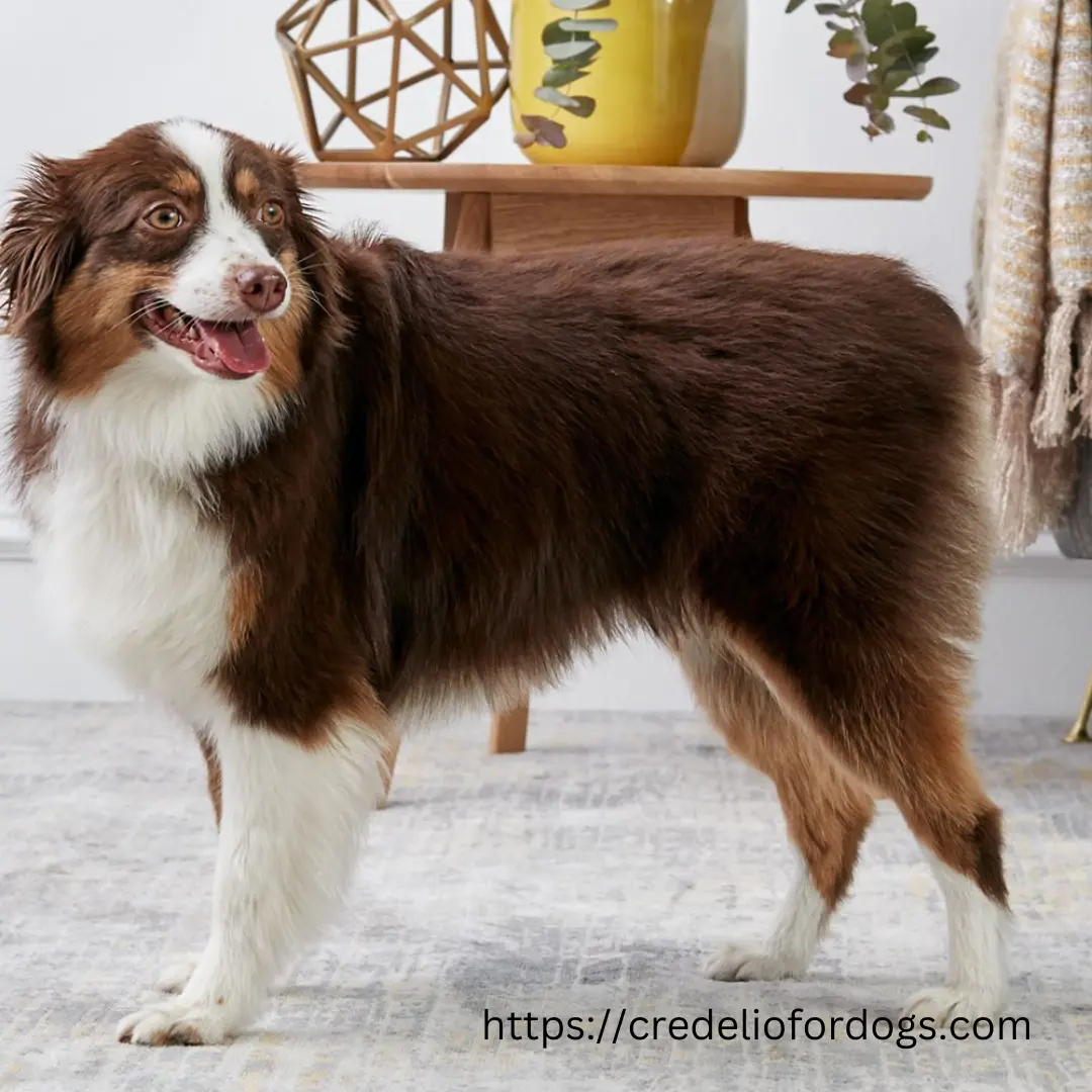 Australian Shepherd dog breed: A medium-sized, intelligent and energetic herding dog with a thick coat and striking blue or amber eyes.