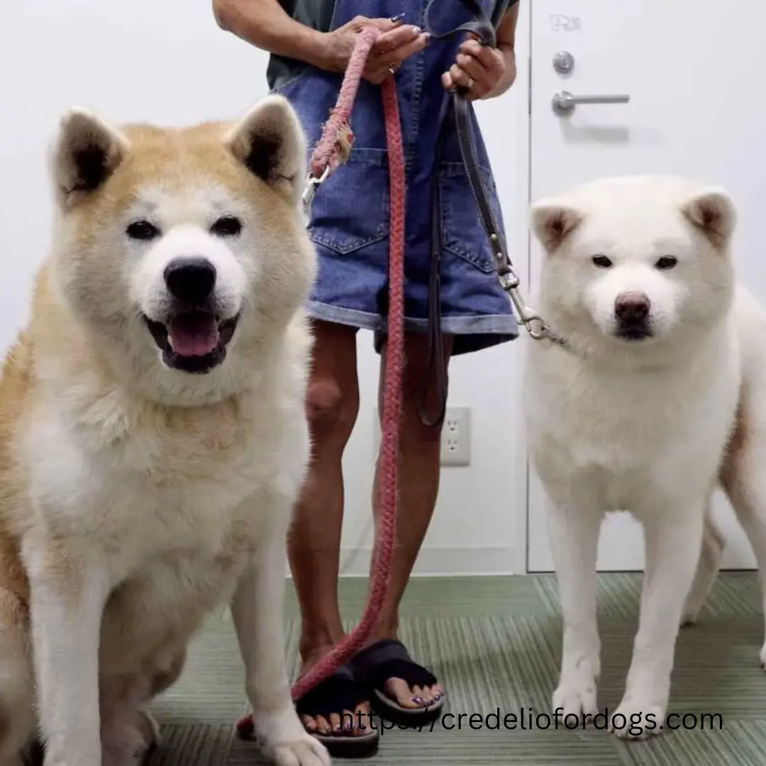 Two Akita dogs standing side by side, one black and one white, looking straight ahead with alert expressions.