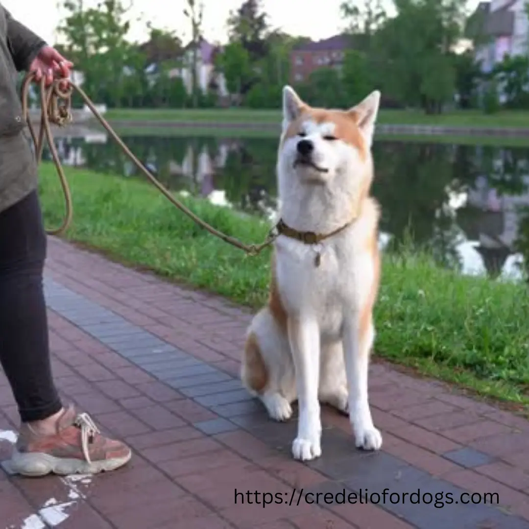 A Akita dog sitting calmly next to a woman holding its leash.