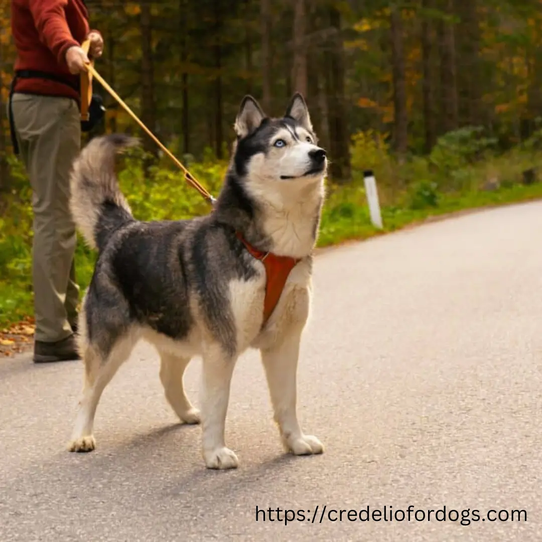 A beautiful Goberian dog on a leash, surrounded by trees in a lush forest setting.