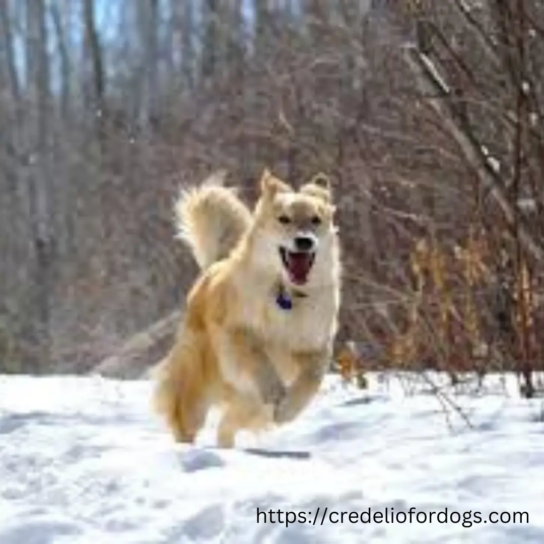 A dog running through snowy woods, leaving paw prints in the fresh snow.