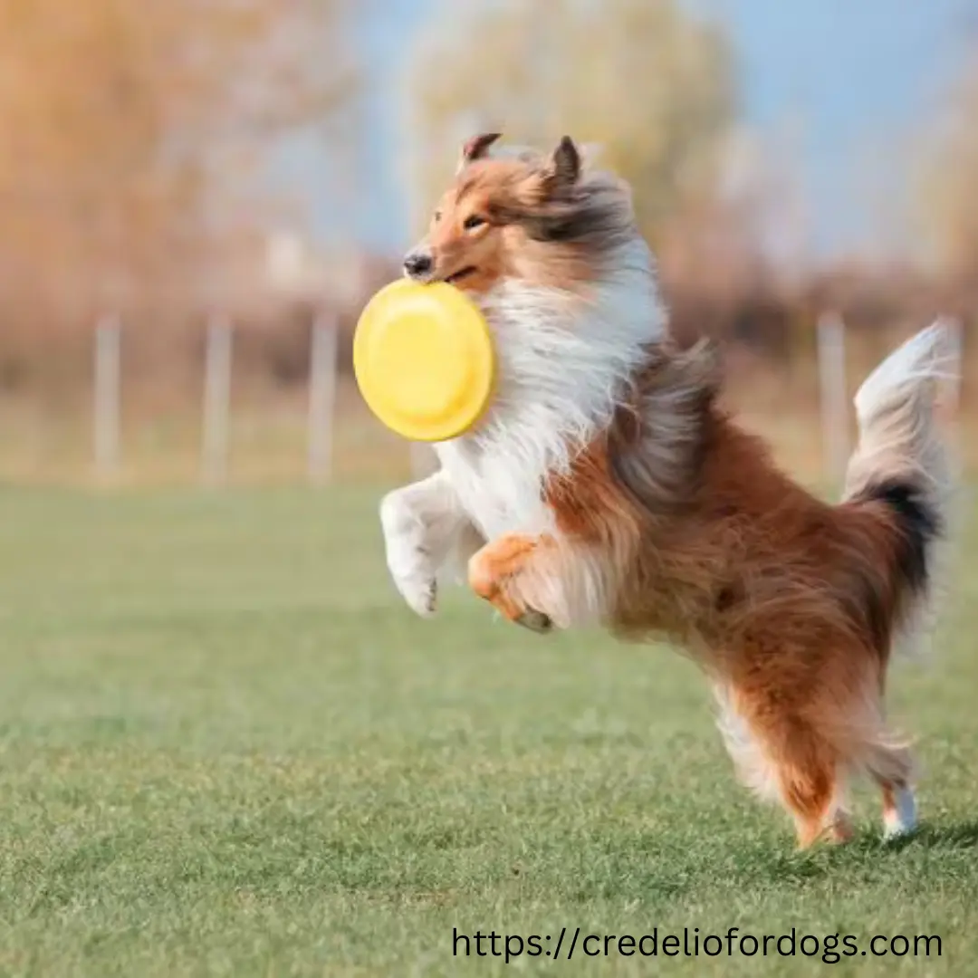 A Shetland dog jumps to catch a frisbee during a game.