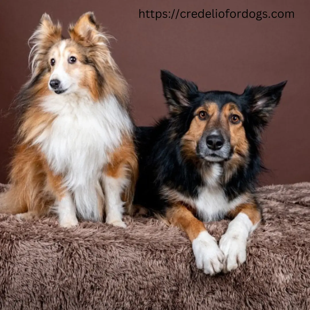 Two adorable dogs, one black and one white, sitting together on a cozy brown blanket, their eyes fixed on something in the distance.