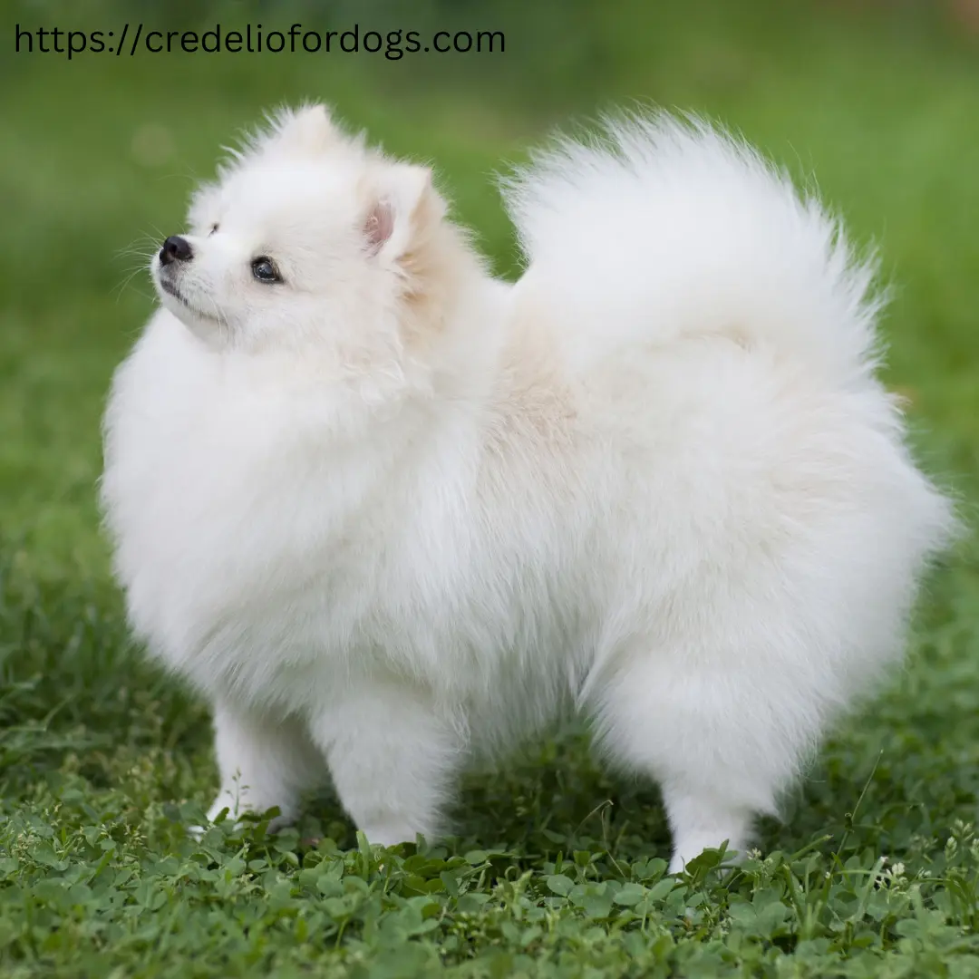 White Pomeranian dog standing on grass.