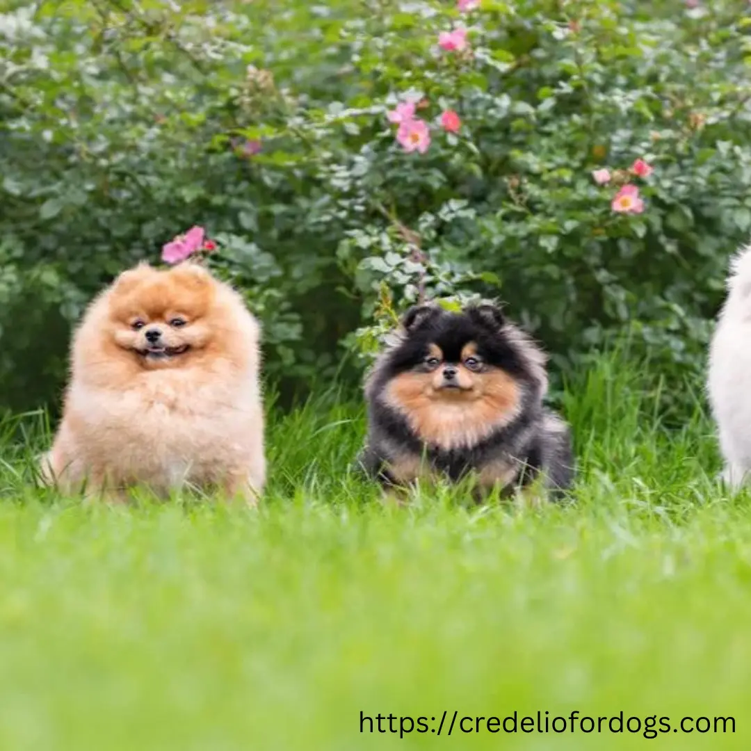 Two dogs sitting in grass.