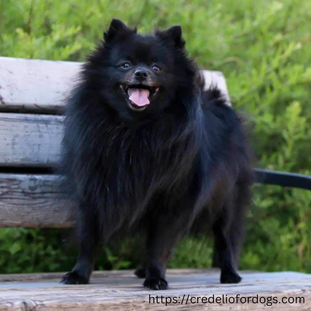 A black dog standing on a wooden bench.