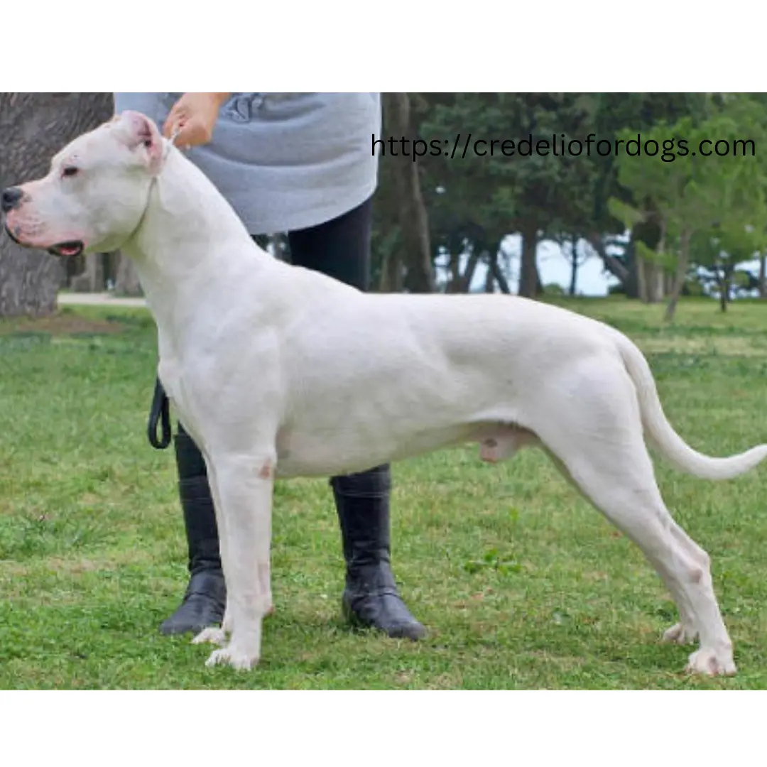 Happy white dog standing in green grass beside its owner.