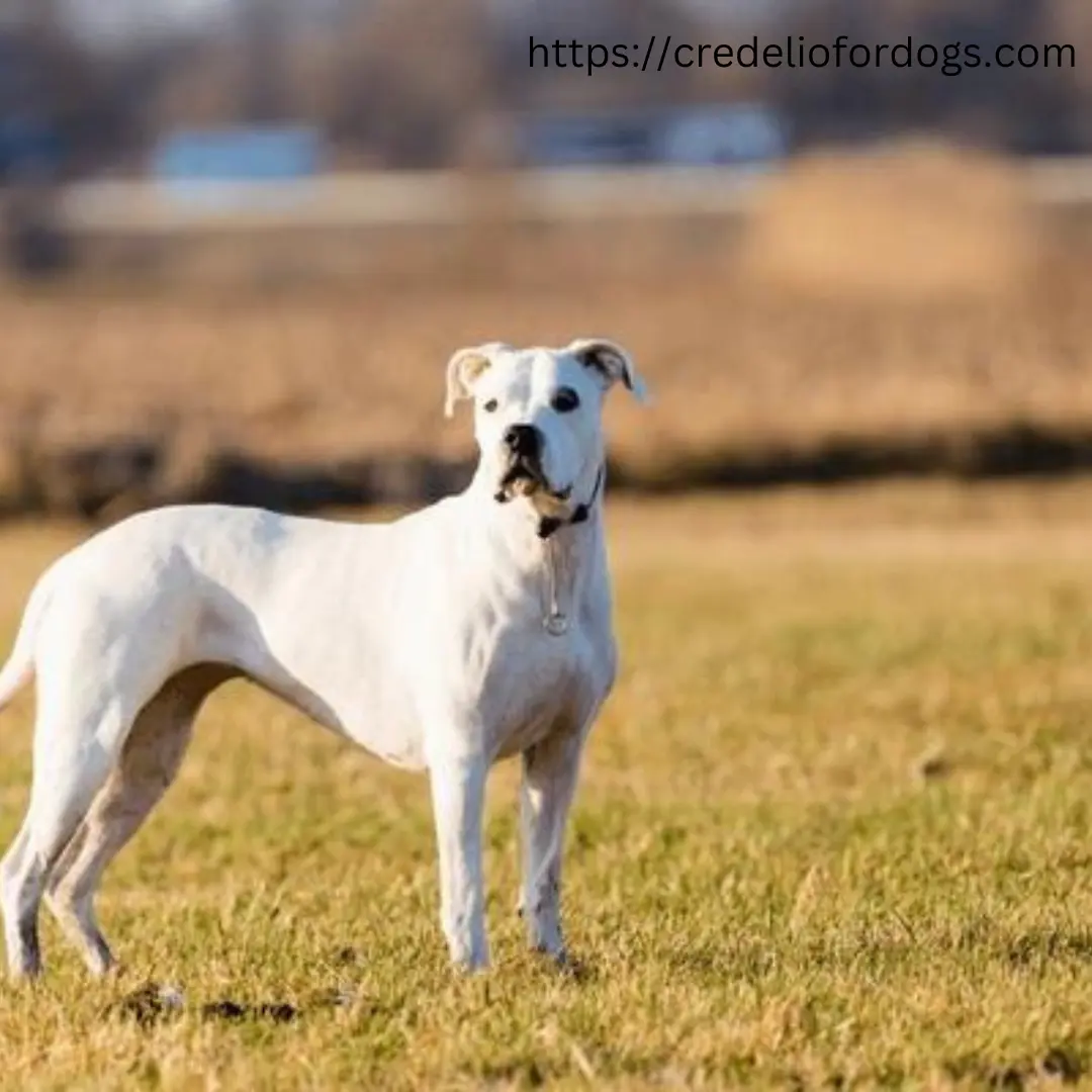 A white dog standing in a field of green grass.