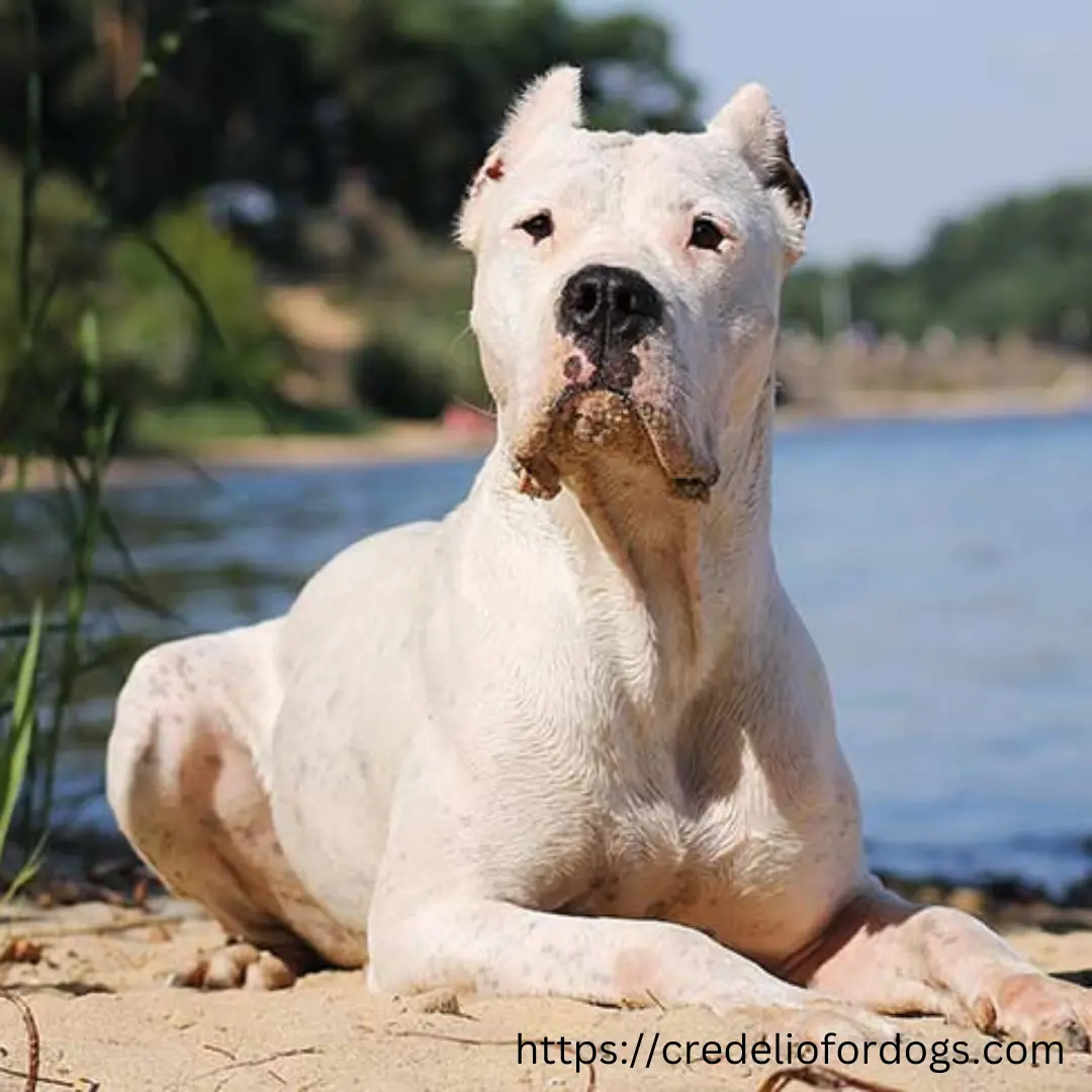 Serene scene of white dog sitting on sandy beach next to tranquil waters, enjoying a day by the sea.