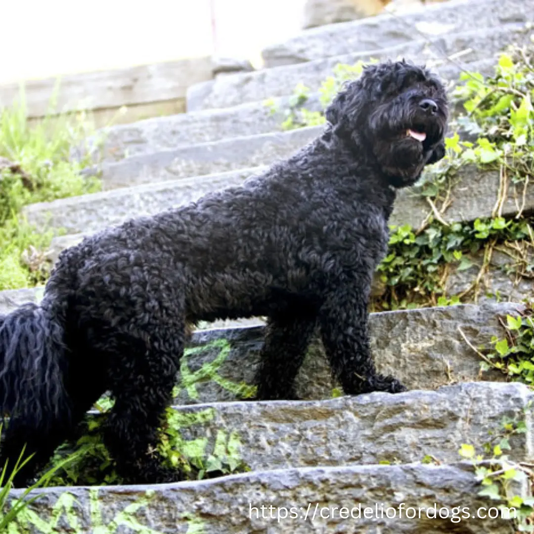 A black dog standing on steps, looking up with curiosity.