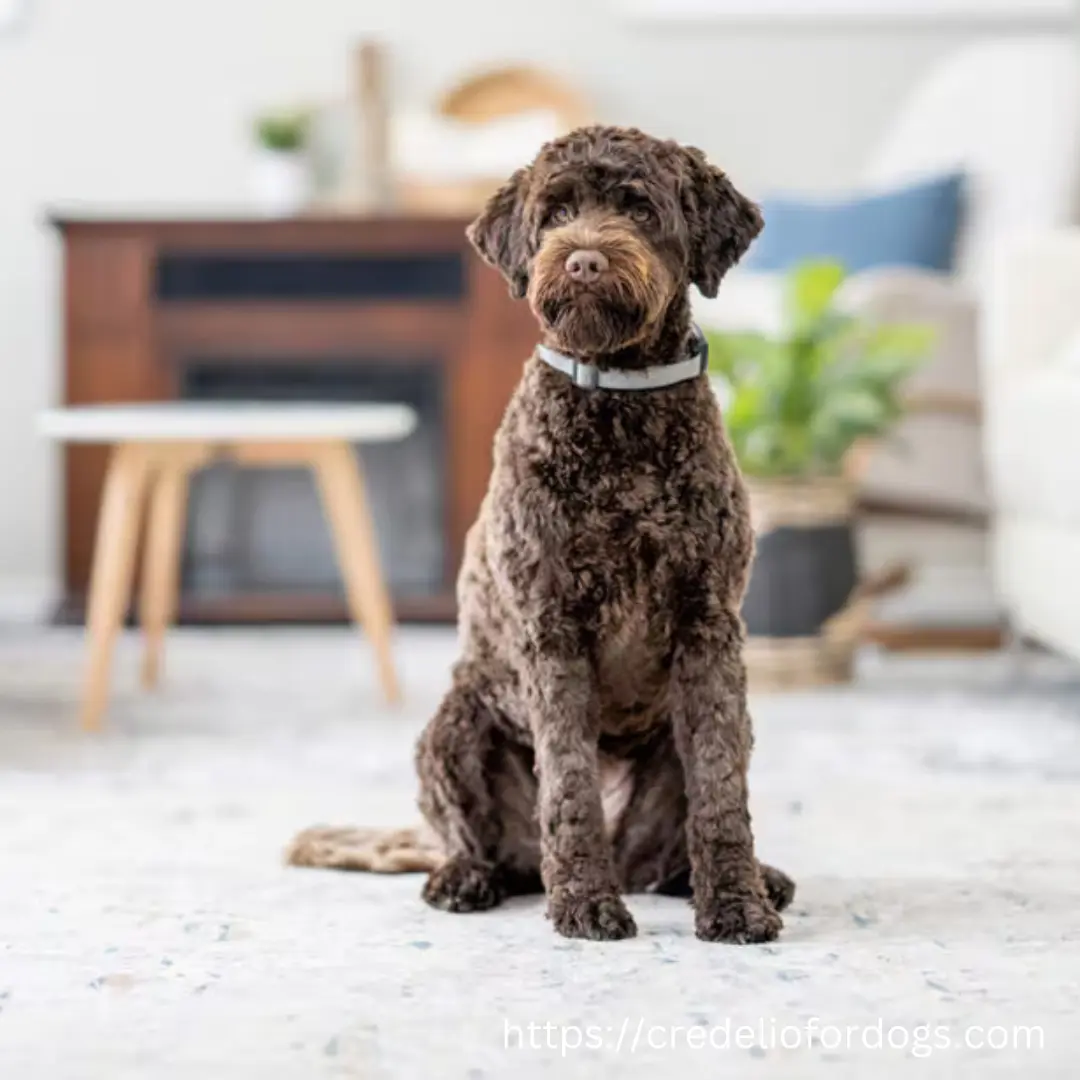 A domestic brown dog sitting calmly in a well-furnished living room.