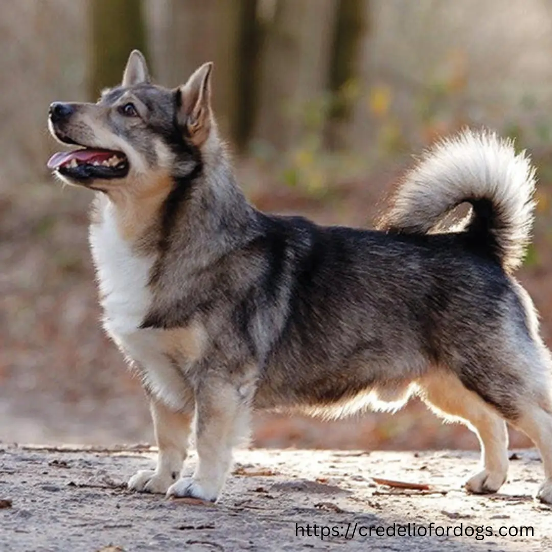 A dog standing on a dirt path with tail raised.