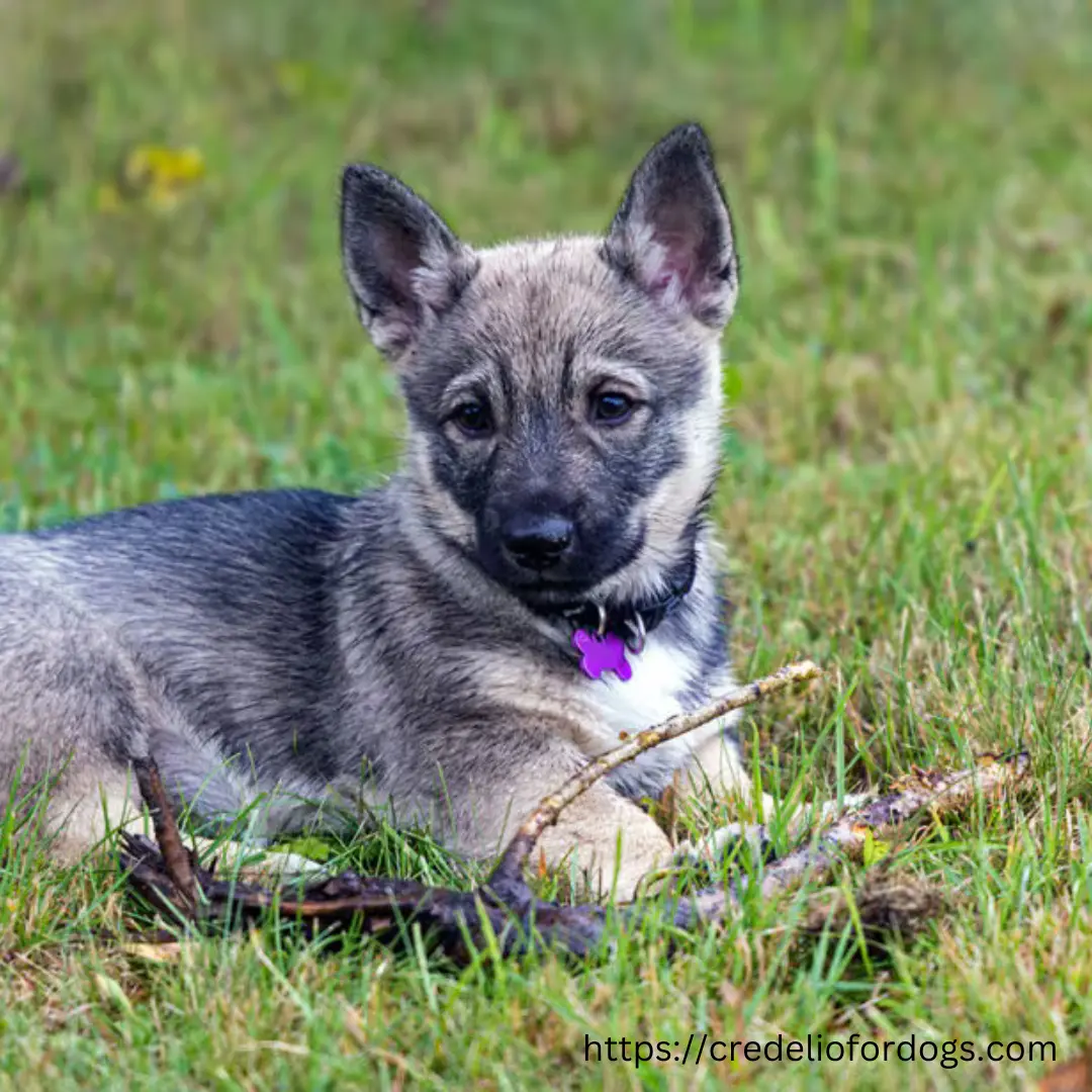 A small brown dog laying in green grass, holding a stick in its mouth.