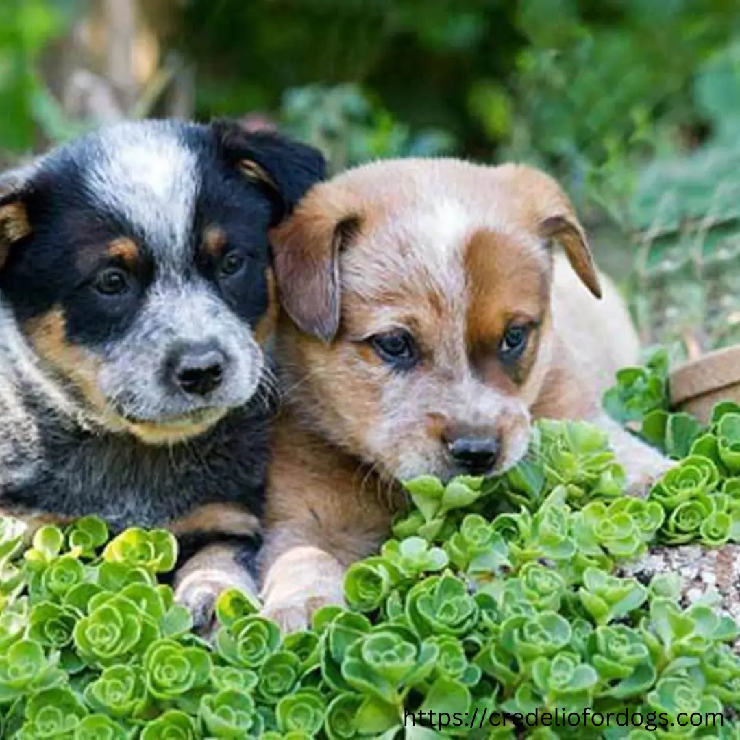 Two puppies resting on lush green plants.