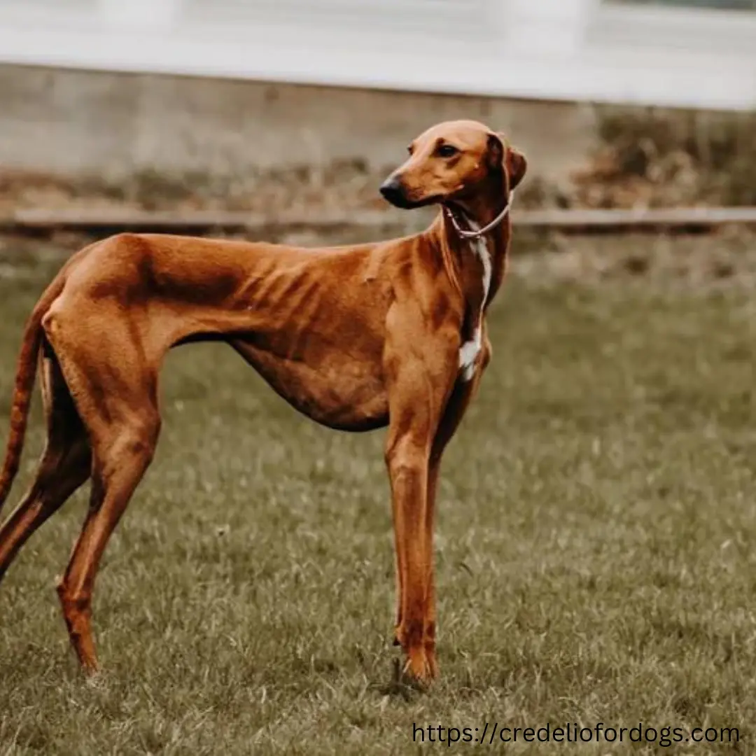 A brown dog standing in the lush green grass.