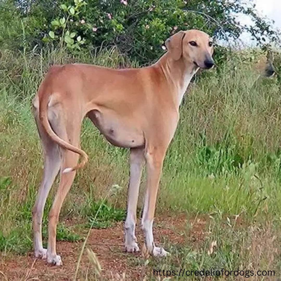 A big brown Azawakh dog standing in the grass.