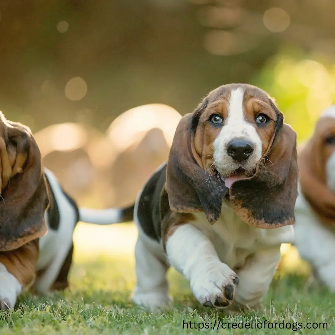 Trio of basset hound puppies exploring the outdoors.