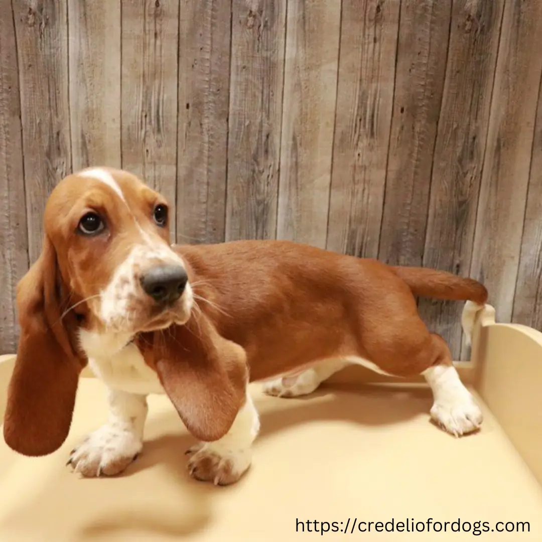 A small basset hound puppy resting on a bed.