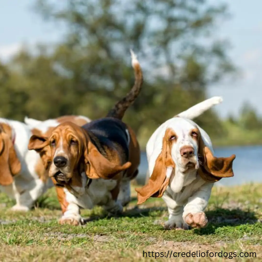  Three basset hounds happily running in the grass.