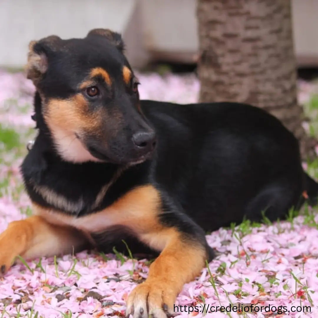 A Beauceron puppy with black and tan fur laying on the ground next to pink flowers.