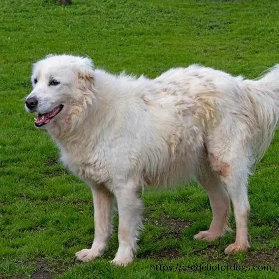 White dog standing in lush grass.