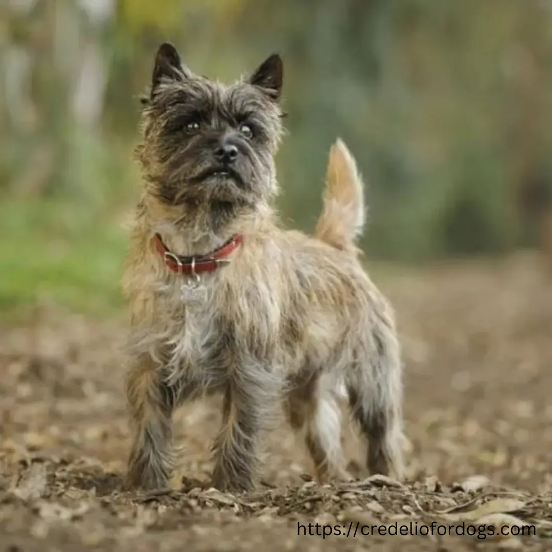 A small dog standing on a dusty path.