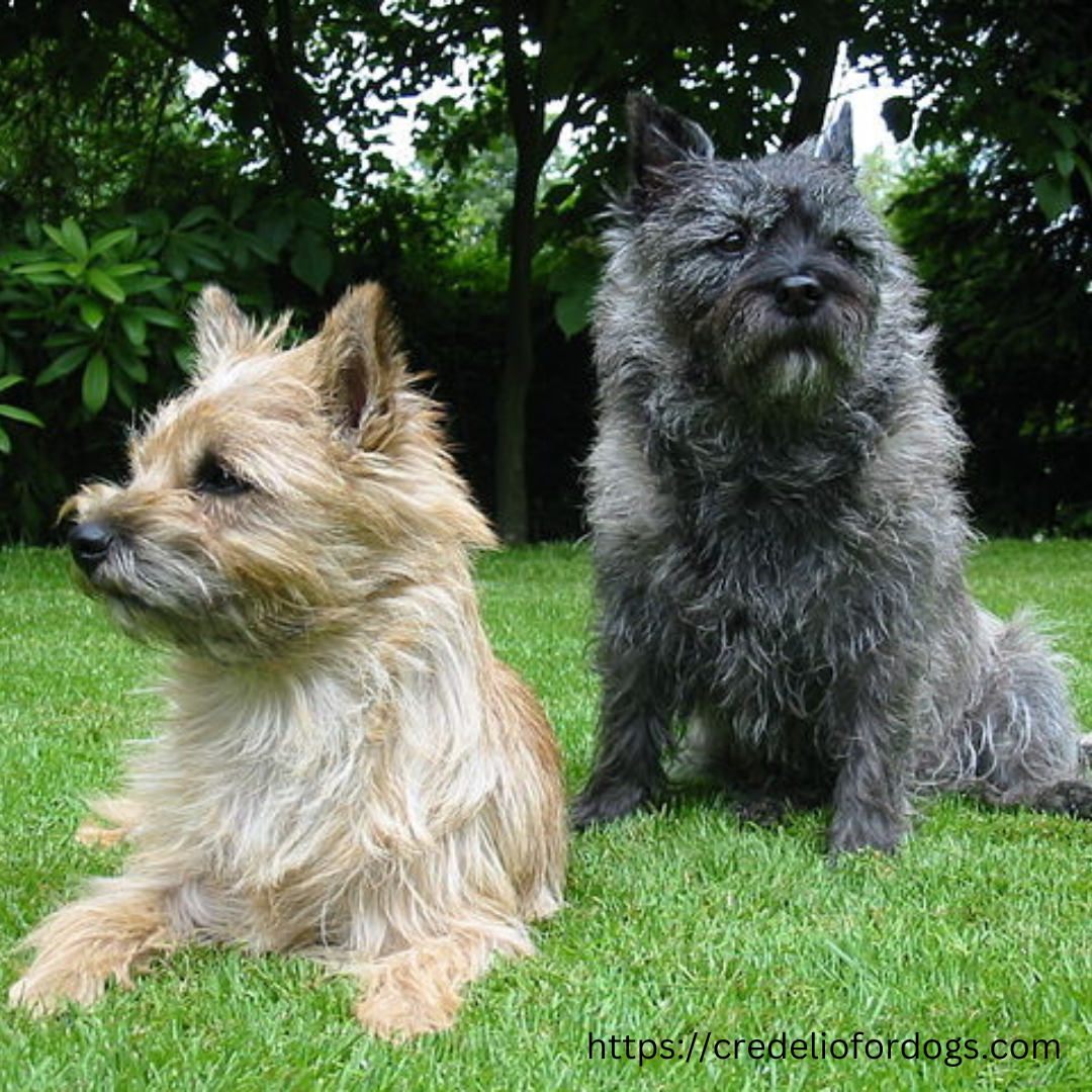 Two small dogs basking in the sun on the grass.