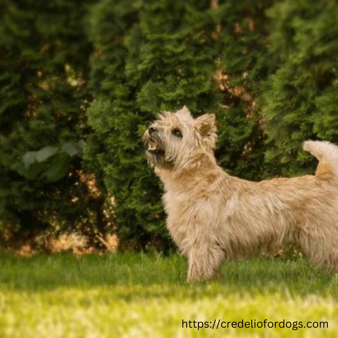 Small dog in grass by bushes.