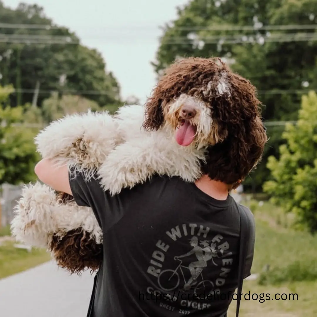 A man smiling while holding a small Mini Bernedoodles dog on his shoulders.