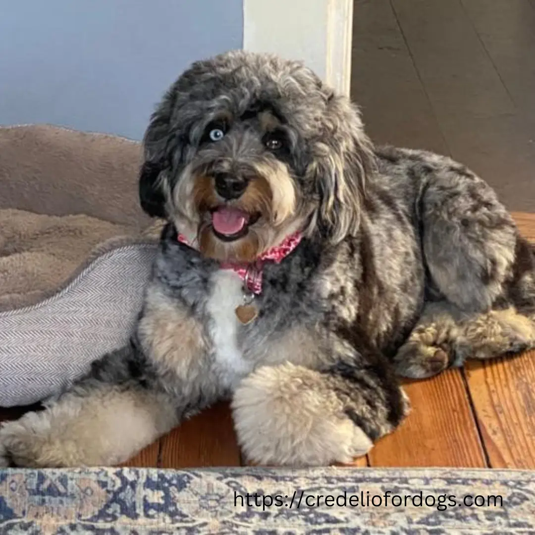 A dog with a pink collar sitting on the floor.