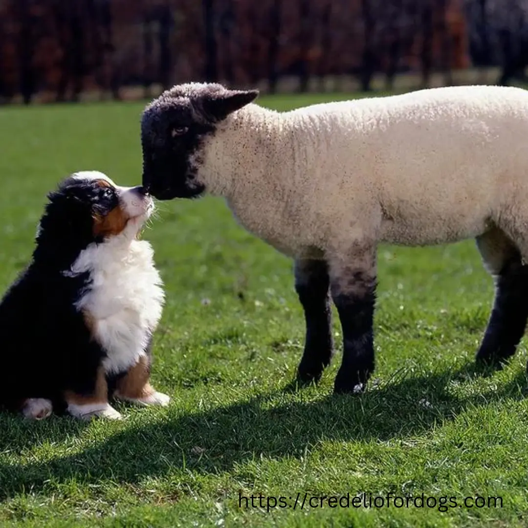 A dog and a sheep standing in a field, showcasing a peaceful coexistence between two animals.