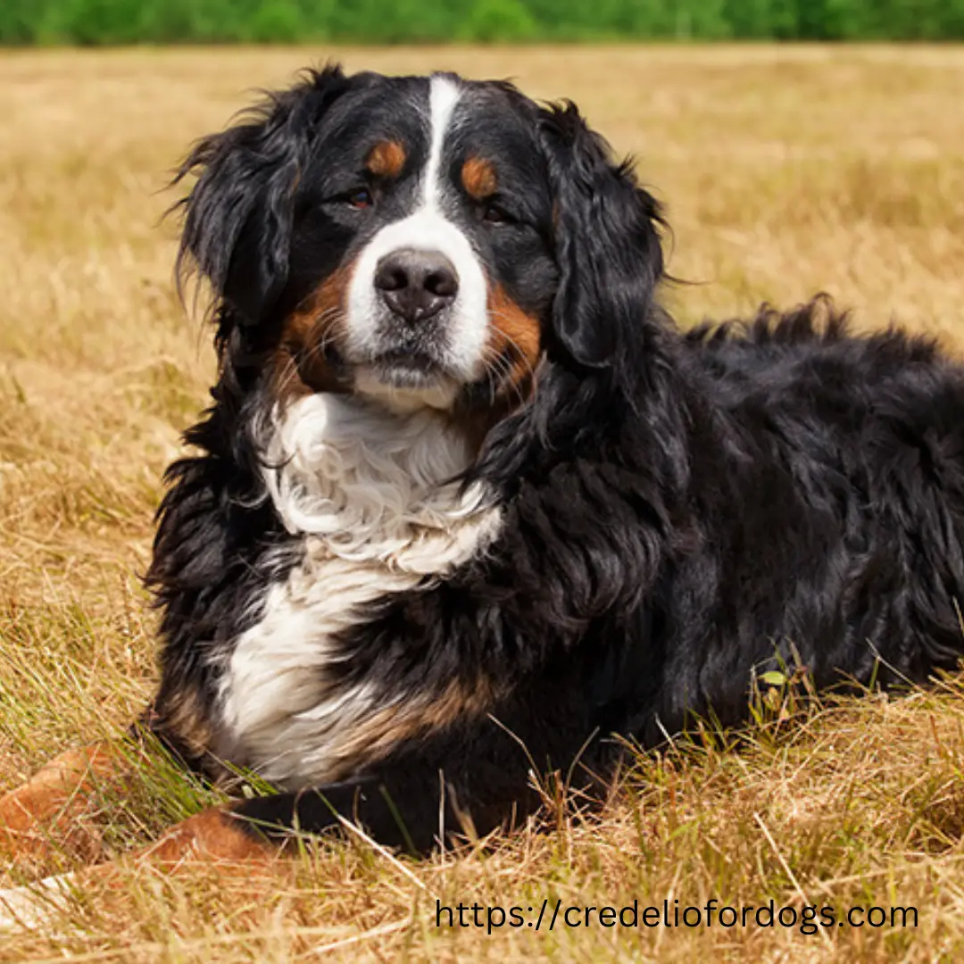  Bernese mountain dog resting on grass.