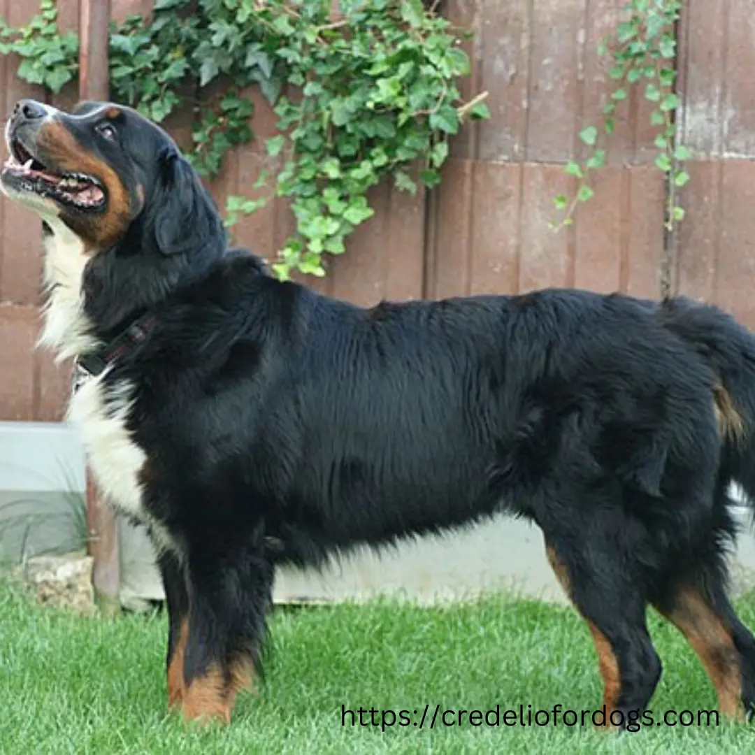 Bernese mountain dog standing in grass, looking alert and majestic.