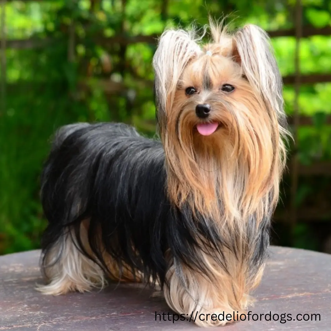 Professional Yorkshire Terrier breeders with champion bloodlines.