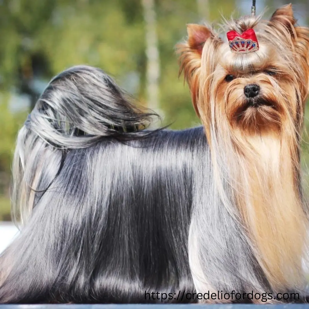 Grooming a Yorkshire Terrier's long, silky hair to maintain its health and appearance