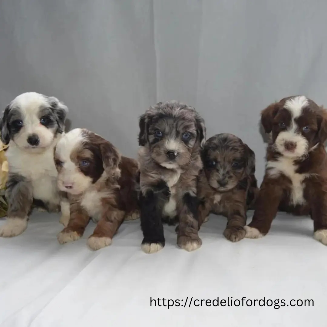 Five adorable Aussiedoodle puppies sitting in a row, looking towards the camera with curious expressions.