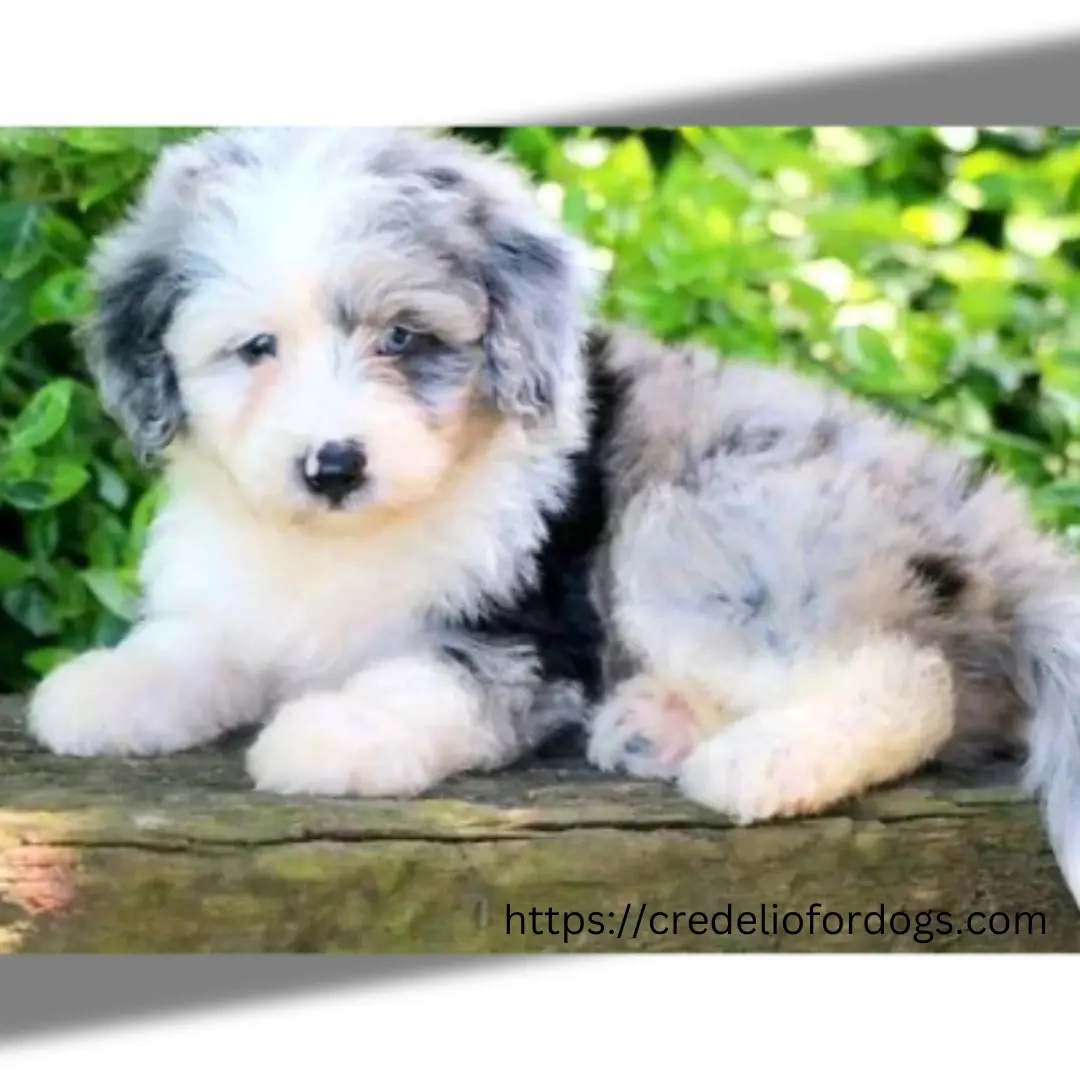 A small white and gray Aussiedoodle  resting on a wooden bench.