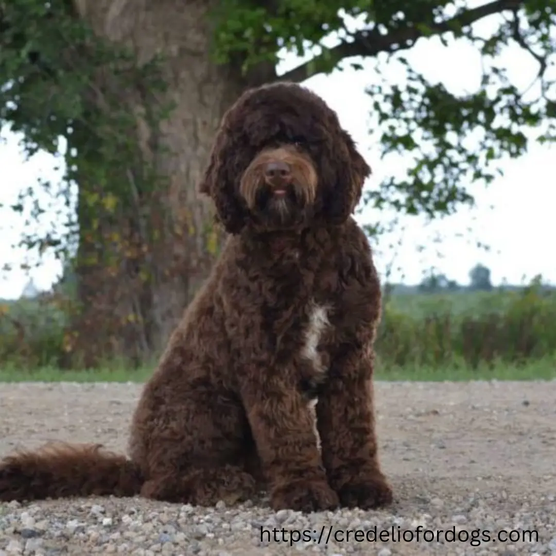 A brown dog resting on the ground near a tree.