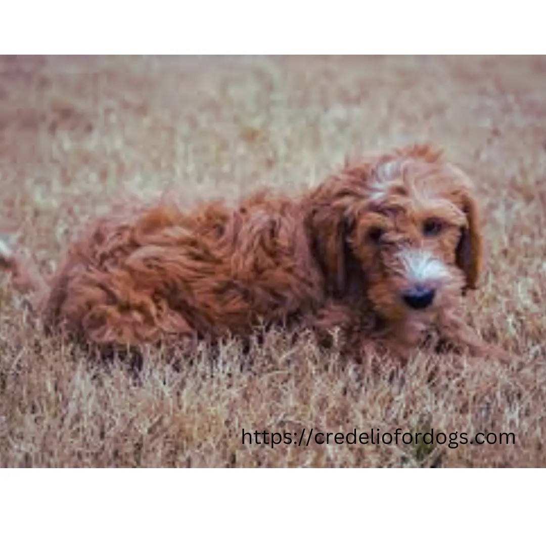 A red Brown Goldendoodle dog peacefully resting in the grass.