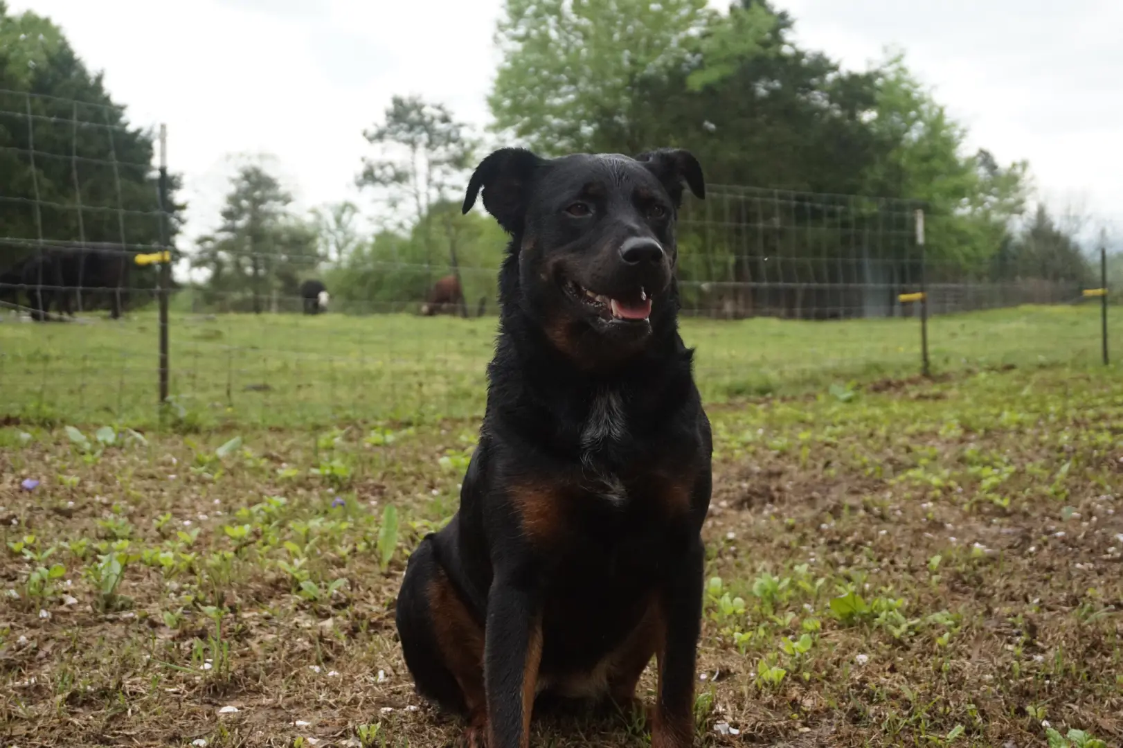  A black and tan dog sits peacefully in a lush green grass field, enjoying the serene outdoor environment.