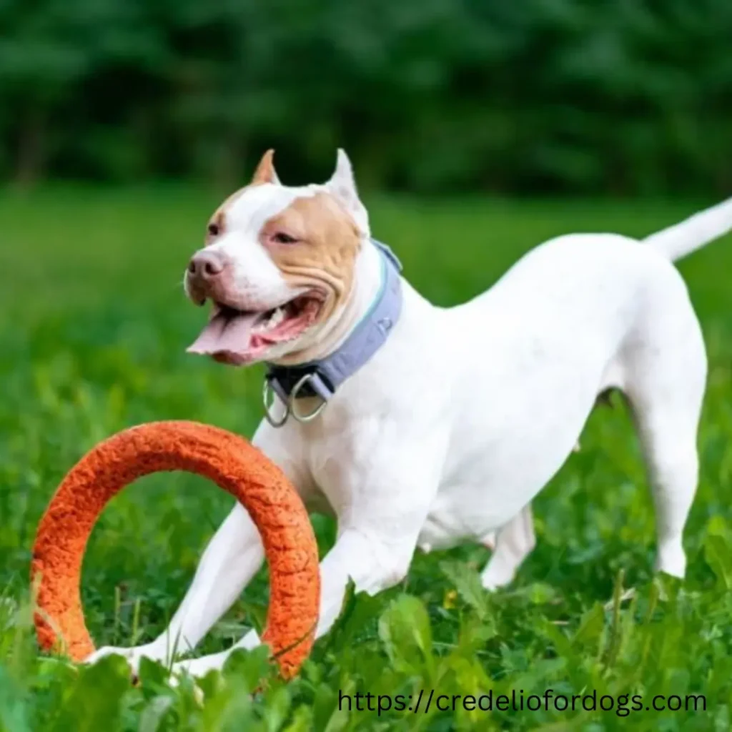 Active white Pitbull Terrier Puppies chasing an orange frisbee in a grassy field.