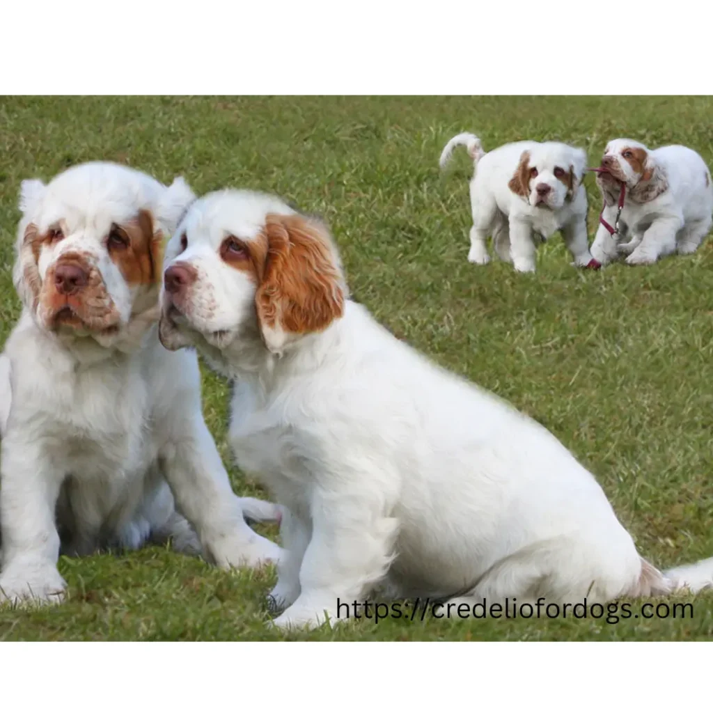 A pack of Clumber Spaniel puppies relaxing on the green grass.