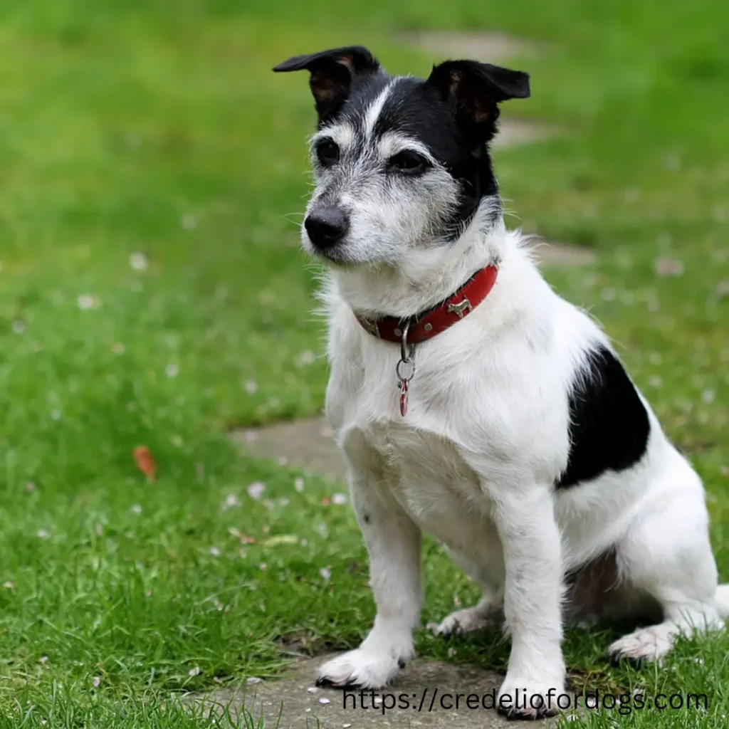 A black and white dog sitting on the grass, looking alert and content.