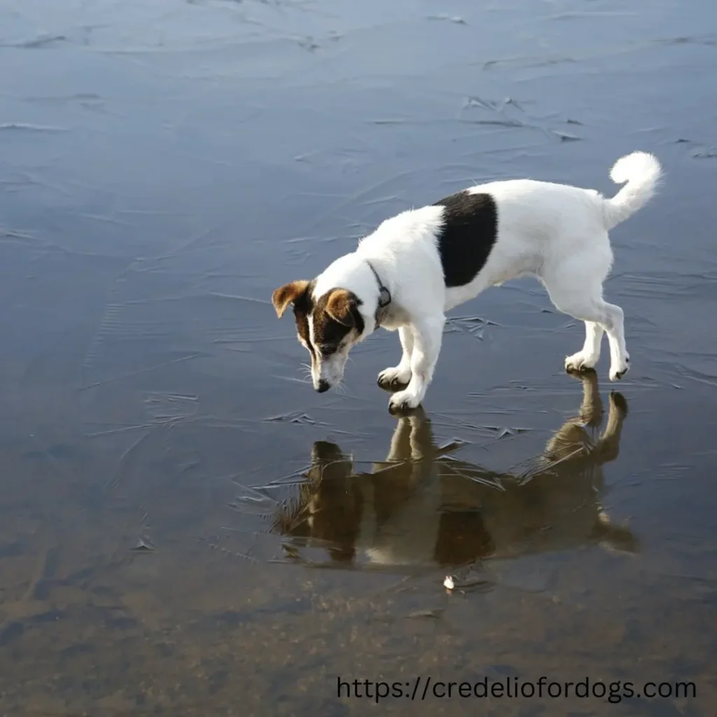 A Jack Russell Terrier dog standing in water, gazing at something in the distance.