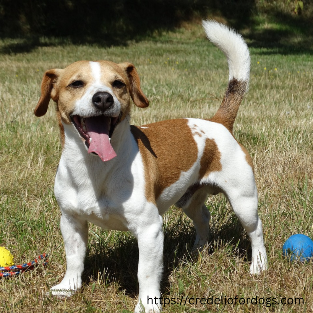 Jack Russell Terriers Brown and white dog standing on green grass.