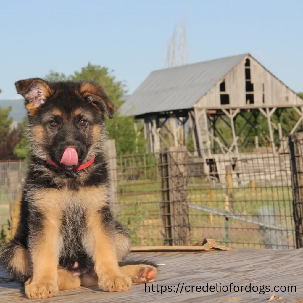 A German Shepherd puppy sitting on a wooden deck, looking adorable and curious.